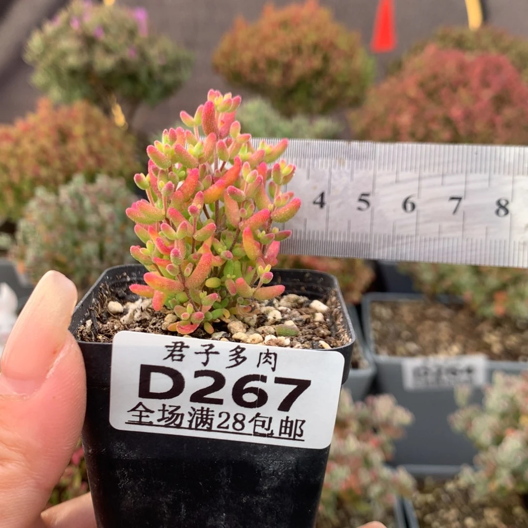 267米粒锦。            