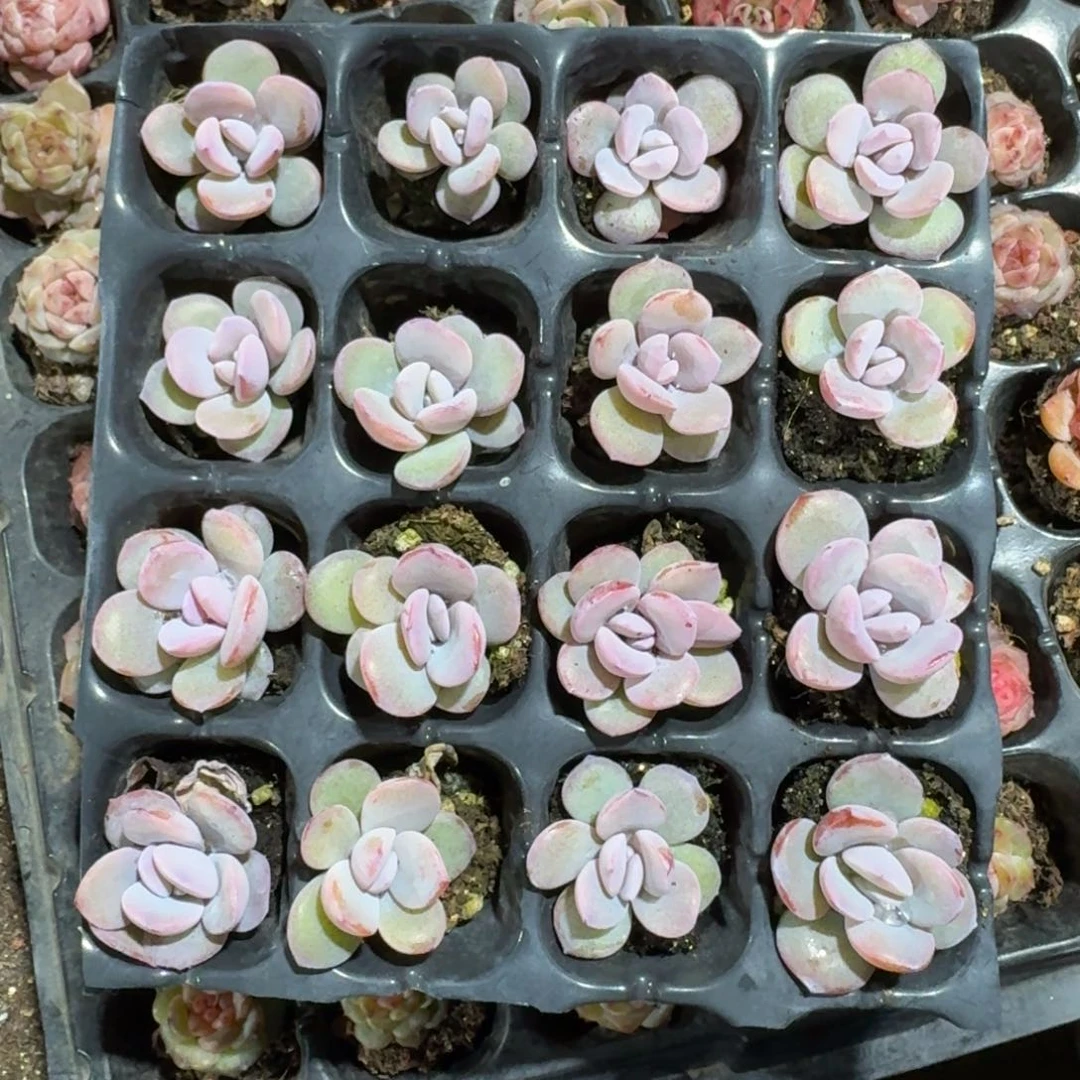 日久一物一拍专拍