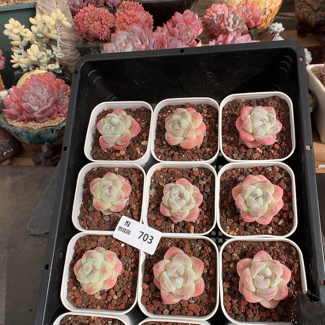 703冰玉多肉植物3颗量拍