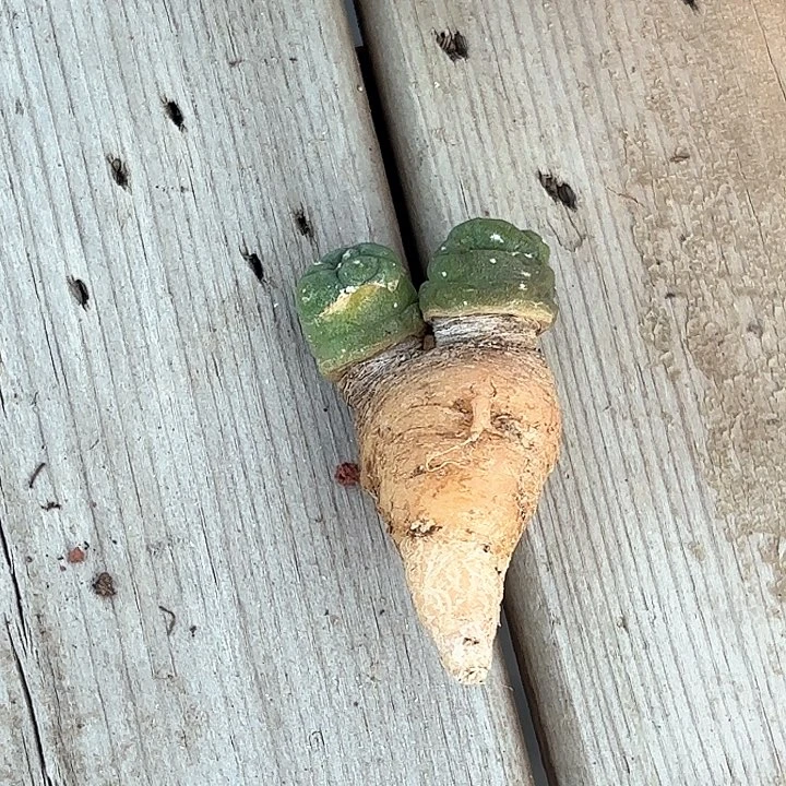 老*仙人球实生仙人球