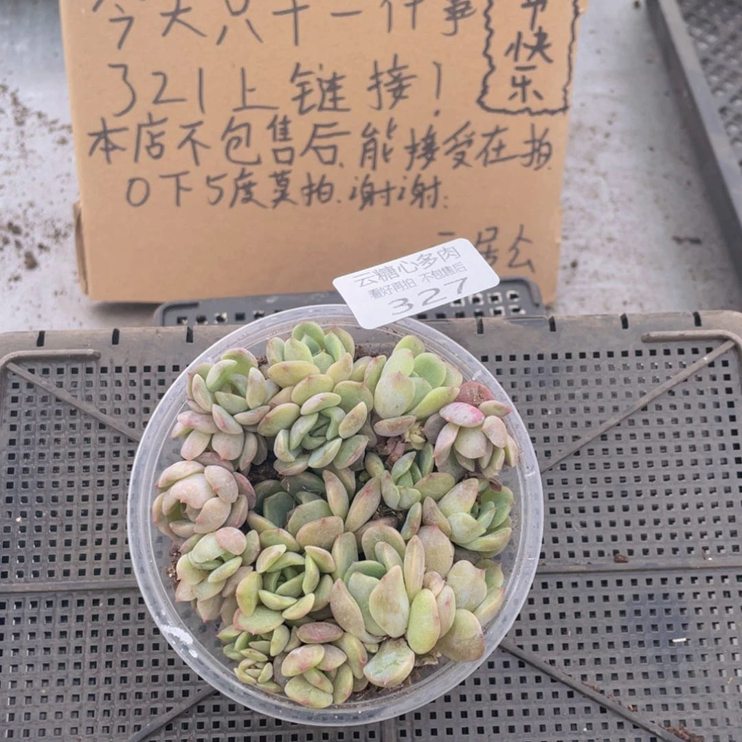 云糖心多肉植物327