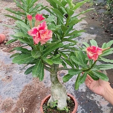 【闪购商品】无花朵方*