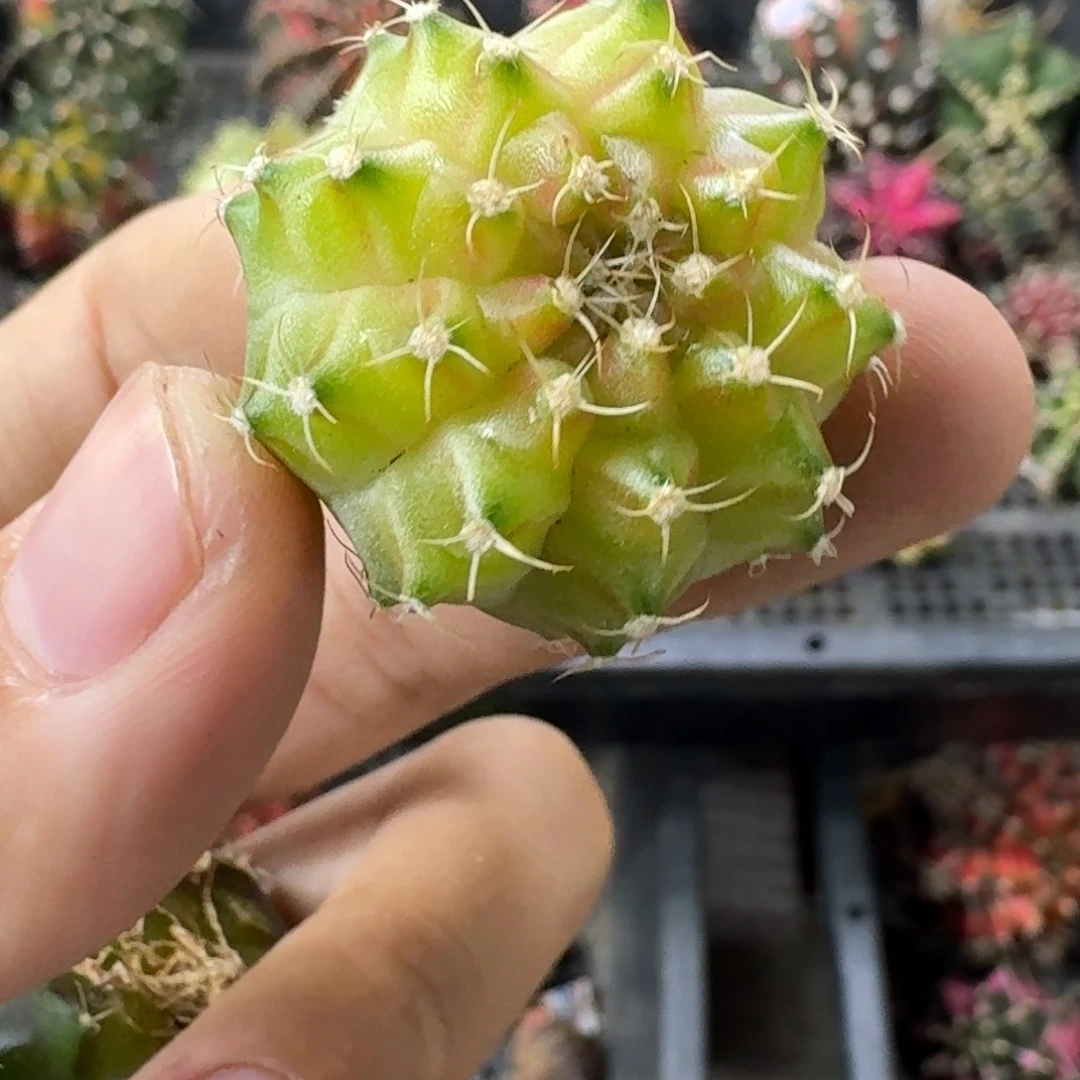 悠***然实生泰球轮回米哈锦