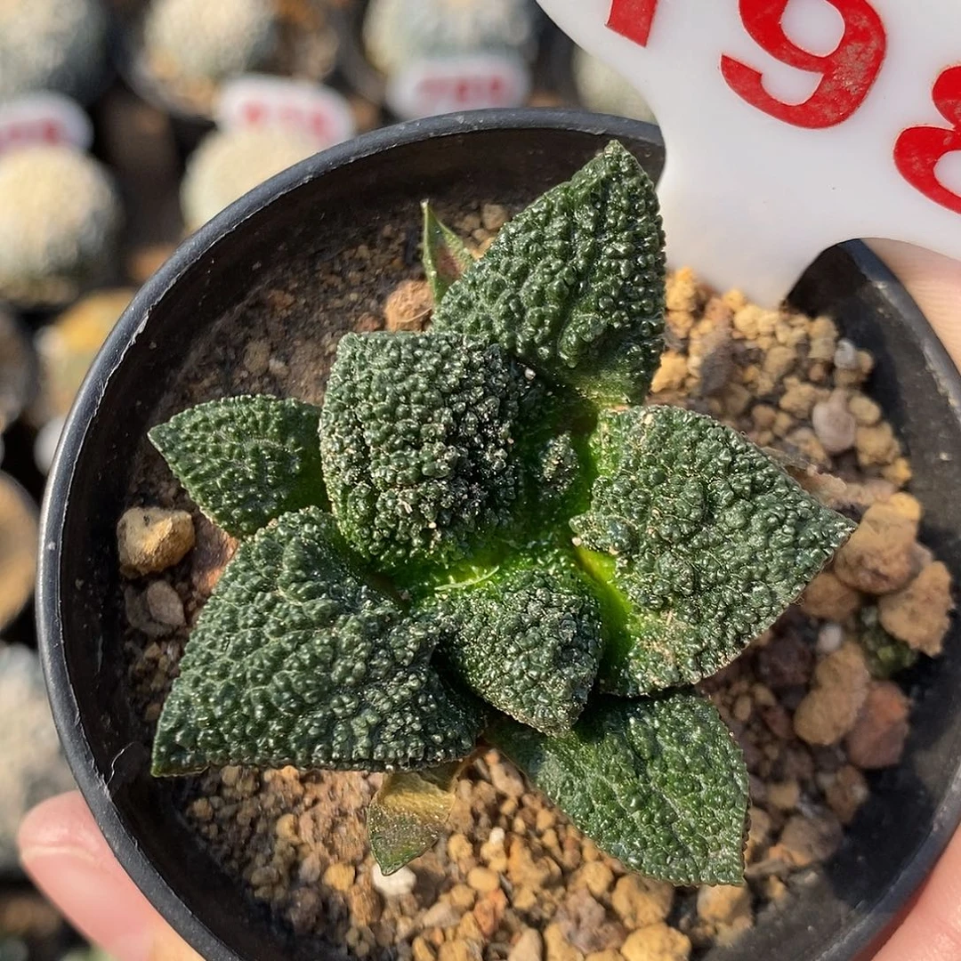 198牡丹系列产品的