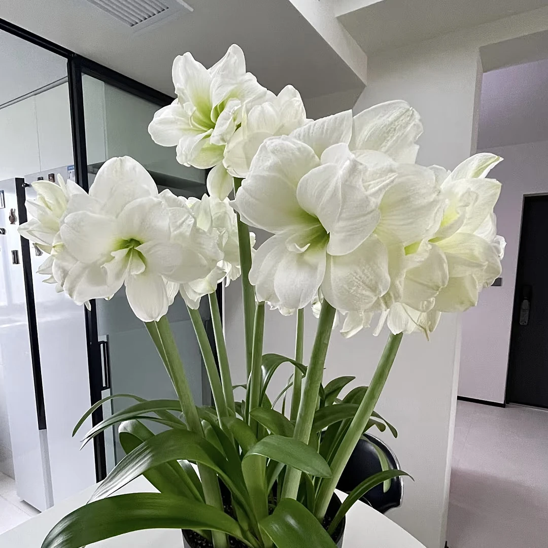 阿弗雷进口重瓣朱顶红精品种球正版当季开花室内栽种球花卉花期长