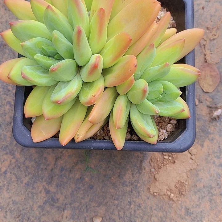 宝***伊海洋之哥多肉植物老桩