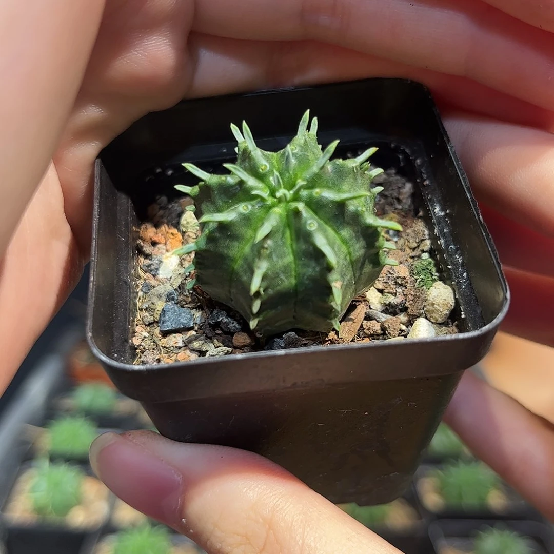 2.5cm自根法丽达大戟
