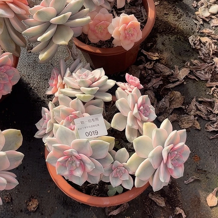 蔷***夏紫乐锦大群一物一拍