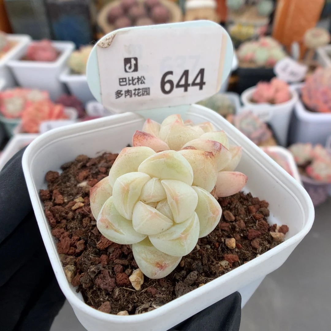 644 白底冰玉多肉