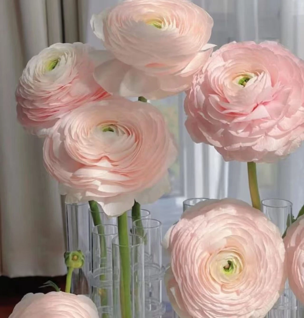 A级河内进口洋牡丹-云南直发家庭养护生活鲜切花顺丰包邮