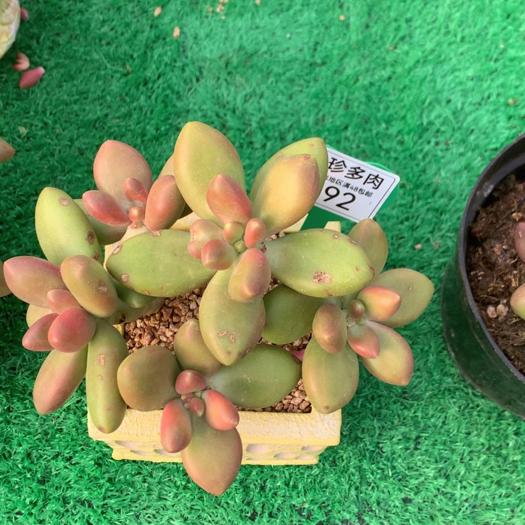 飞*芒果奶无砍老桩192