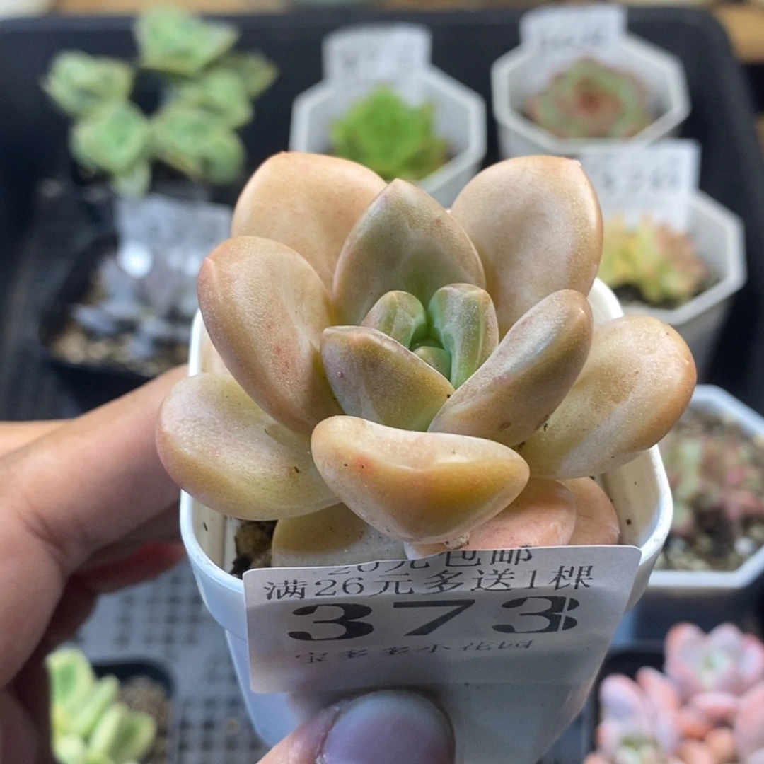 奶芙一物一拍满20元包邮满26送一颗