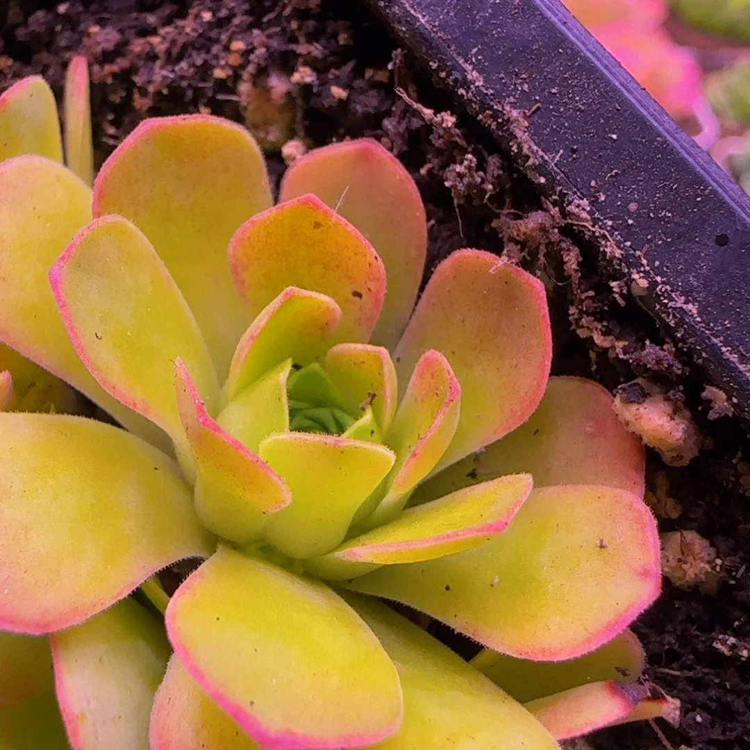 余*幻影侧芽13234243457643883