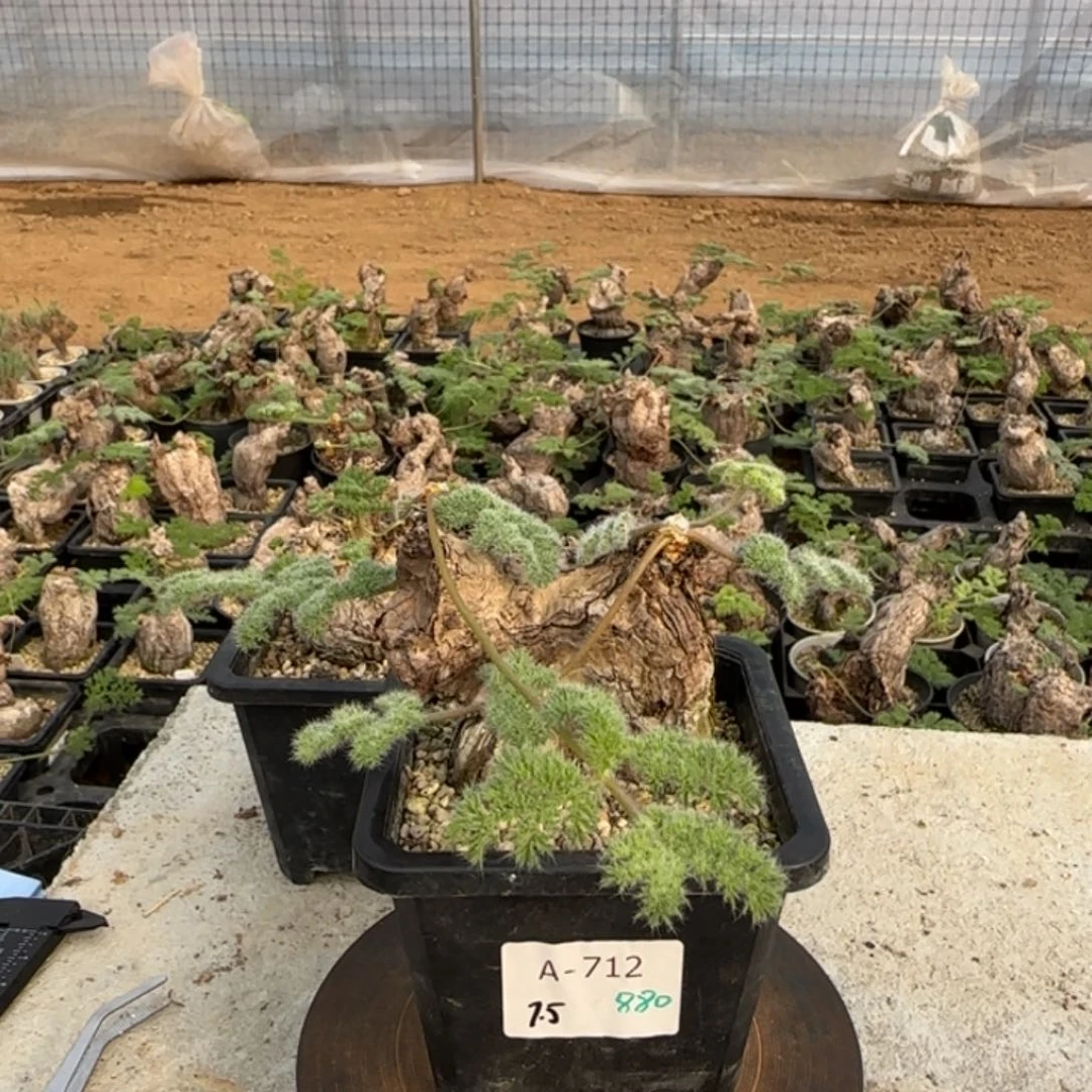 712枯木洋葵块根植物