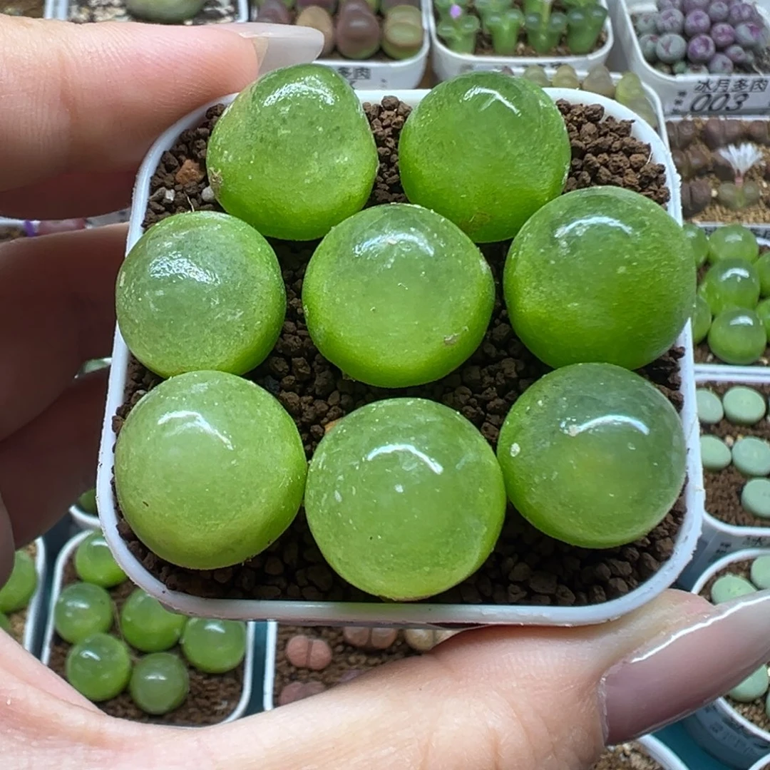 288灯泡八颗裸根发货