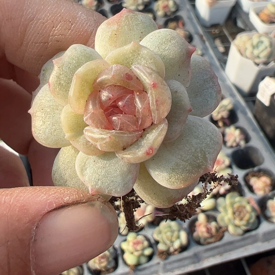 小卡拉米糖心一物一拍11-175