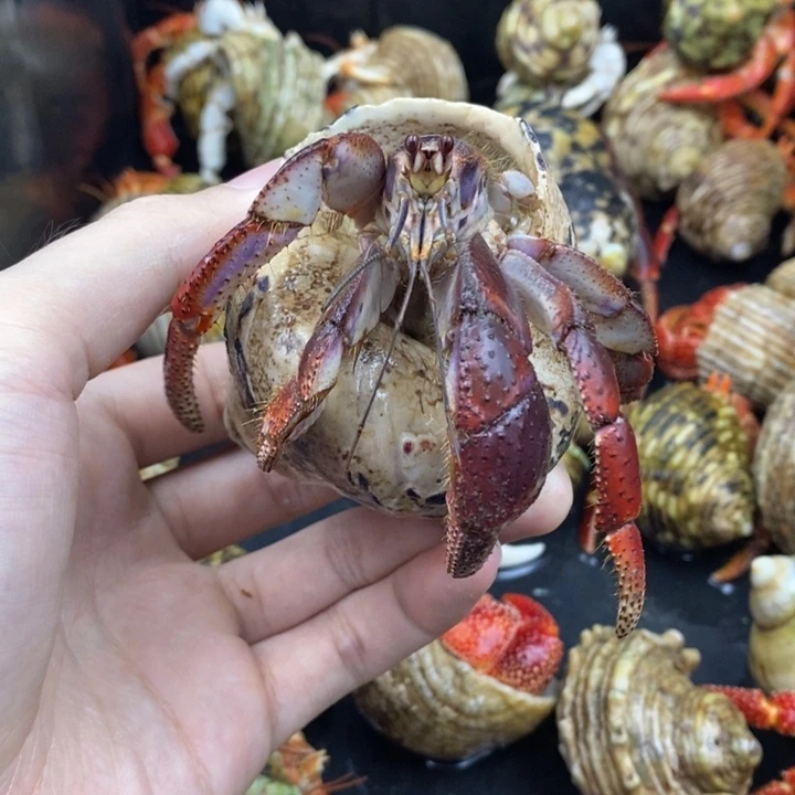 残联巨无霸西伯利斯