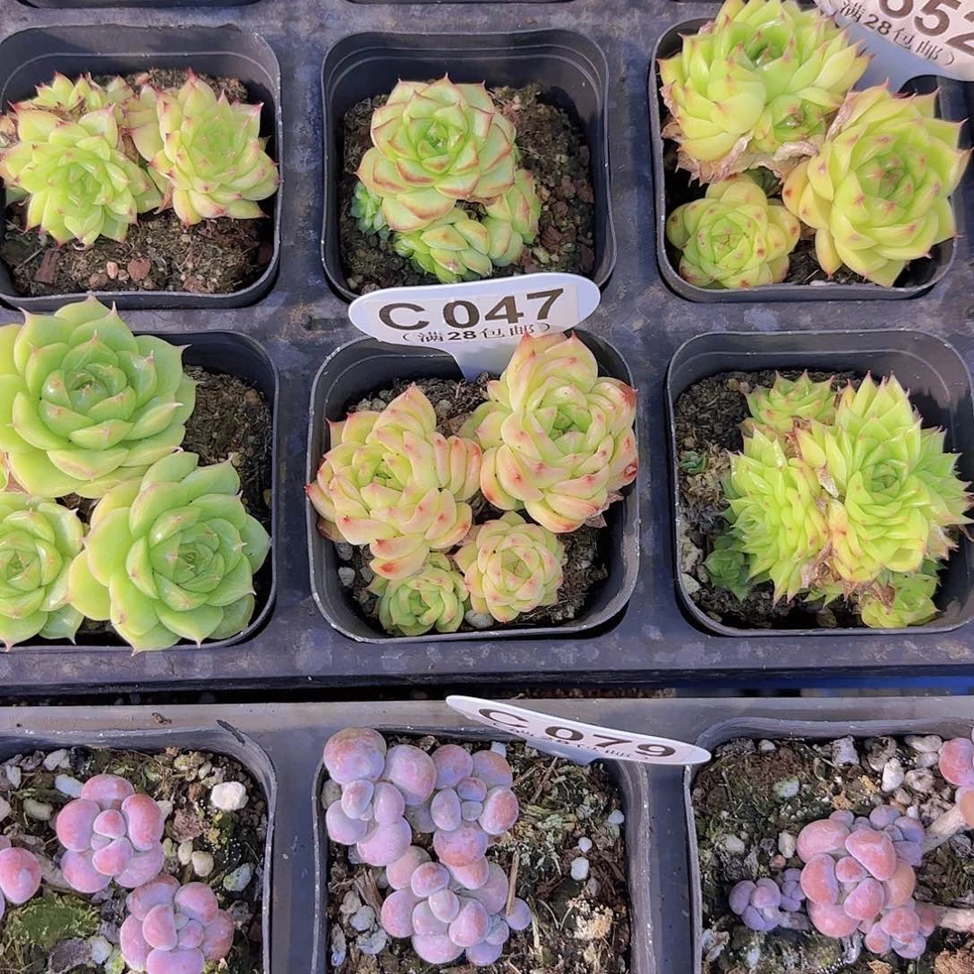 *****C047麦秆一物一拍
