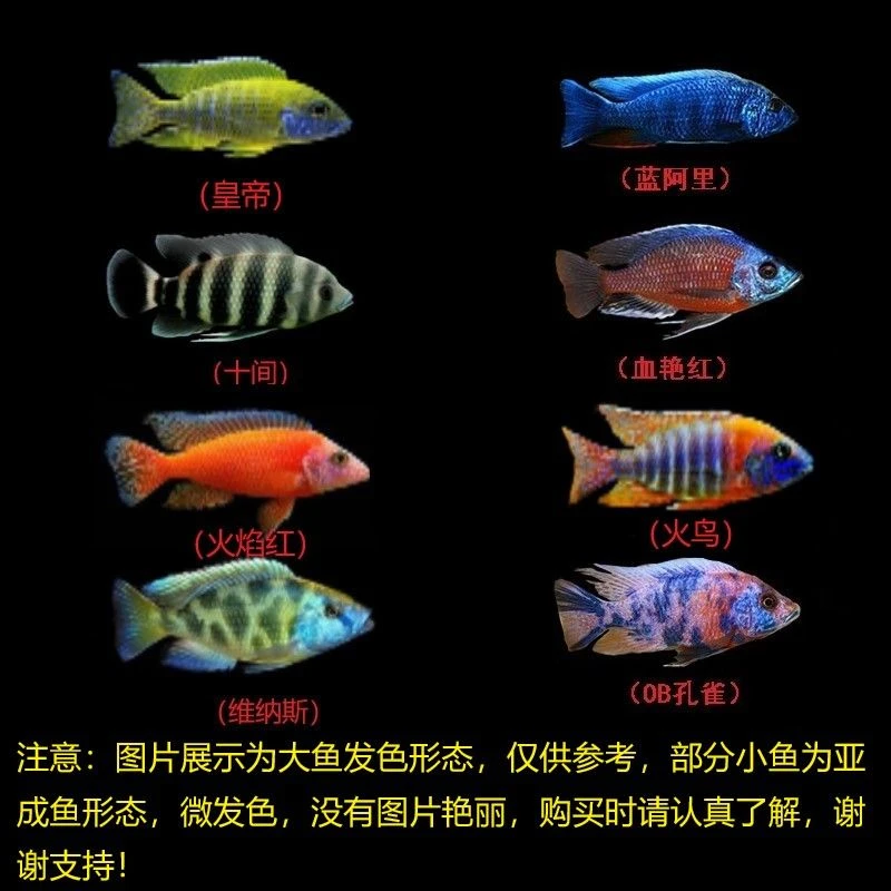 陕西包邮马鲷慈鲷鲷科鱼群游活泼互动好可繁殖色彩艳丽皮实耐养好