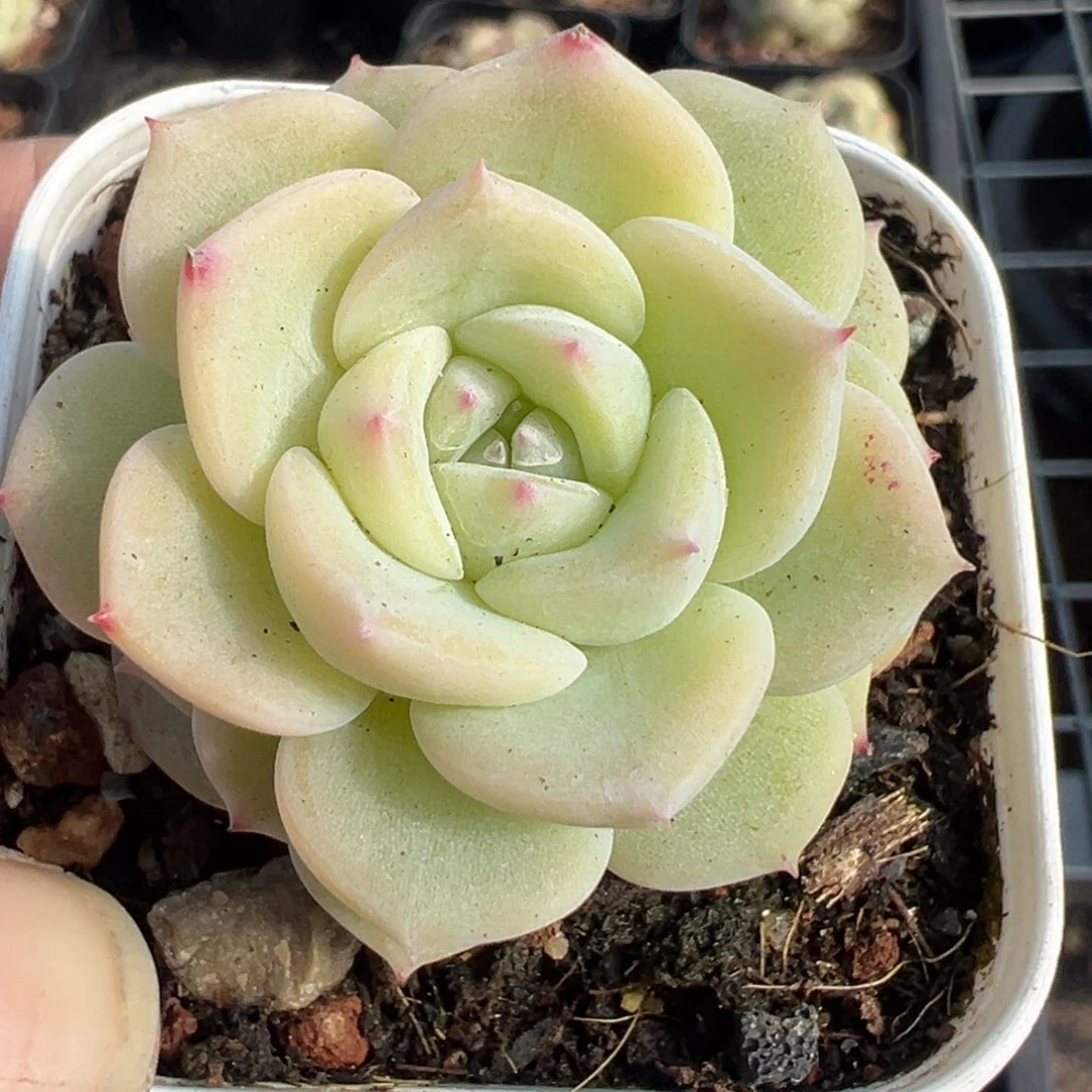 小卡拉米糖心一物一拍