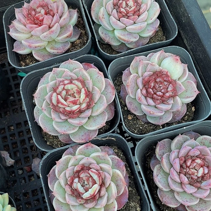 单头天鹅绒带盆土