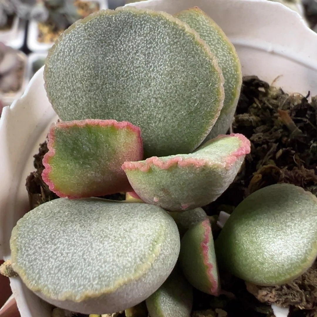 018-23！花边款多肉植物