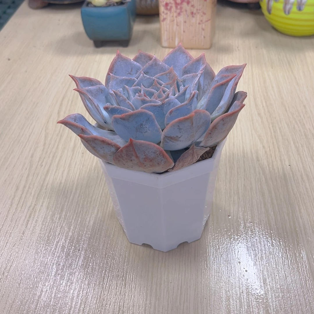 多肉植物 露西娜90