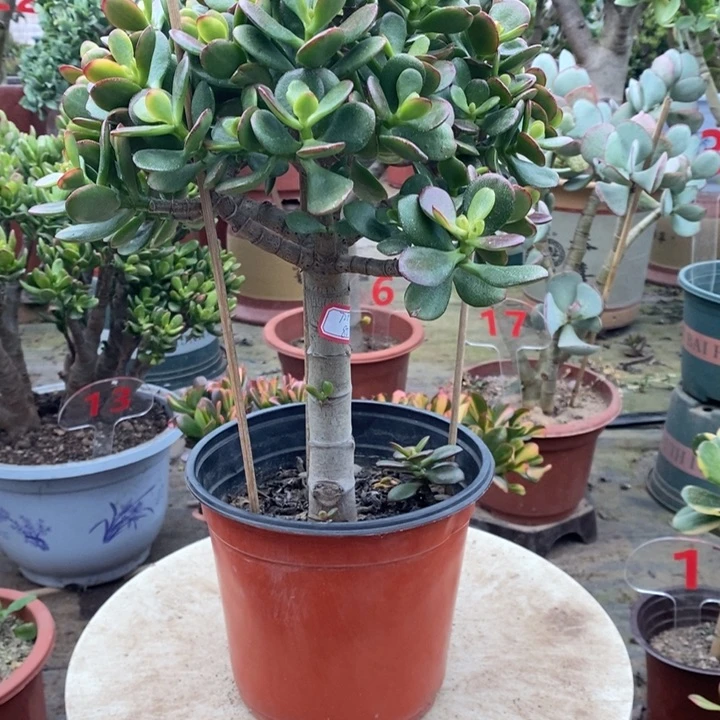 糖果糖果姬红一物一拍