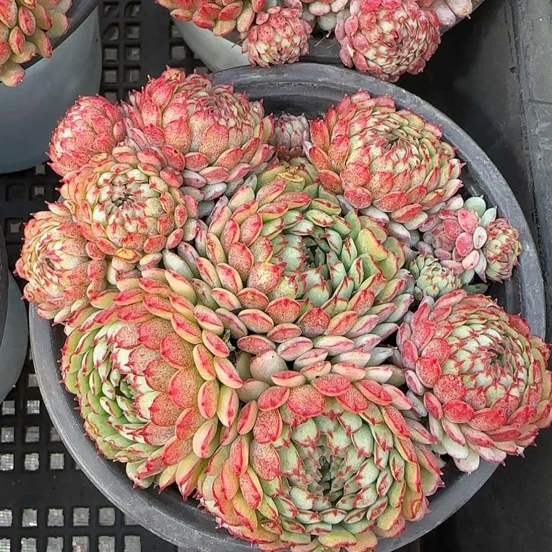 从前慢花园精选小红船