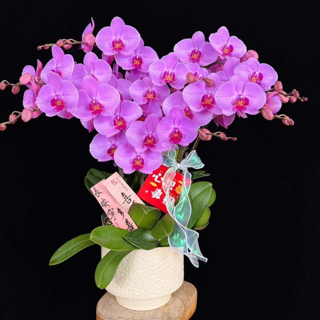 【奥兰多】欧品粉紫色带花带花苞蝴蝶兰室内花卉