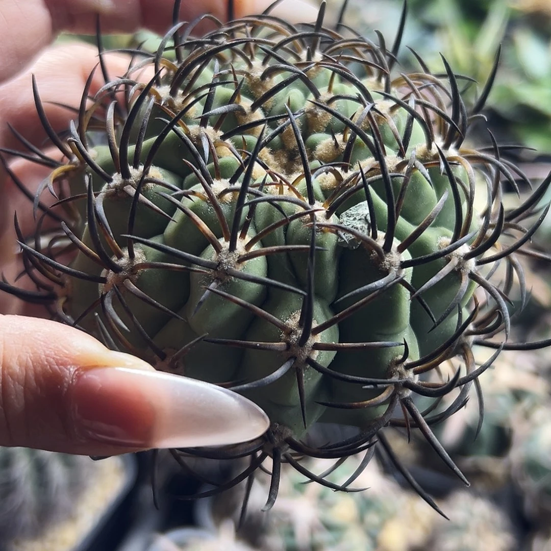 黑曜有根仙人球6666666