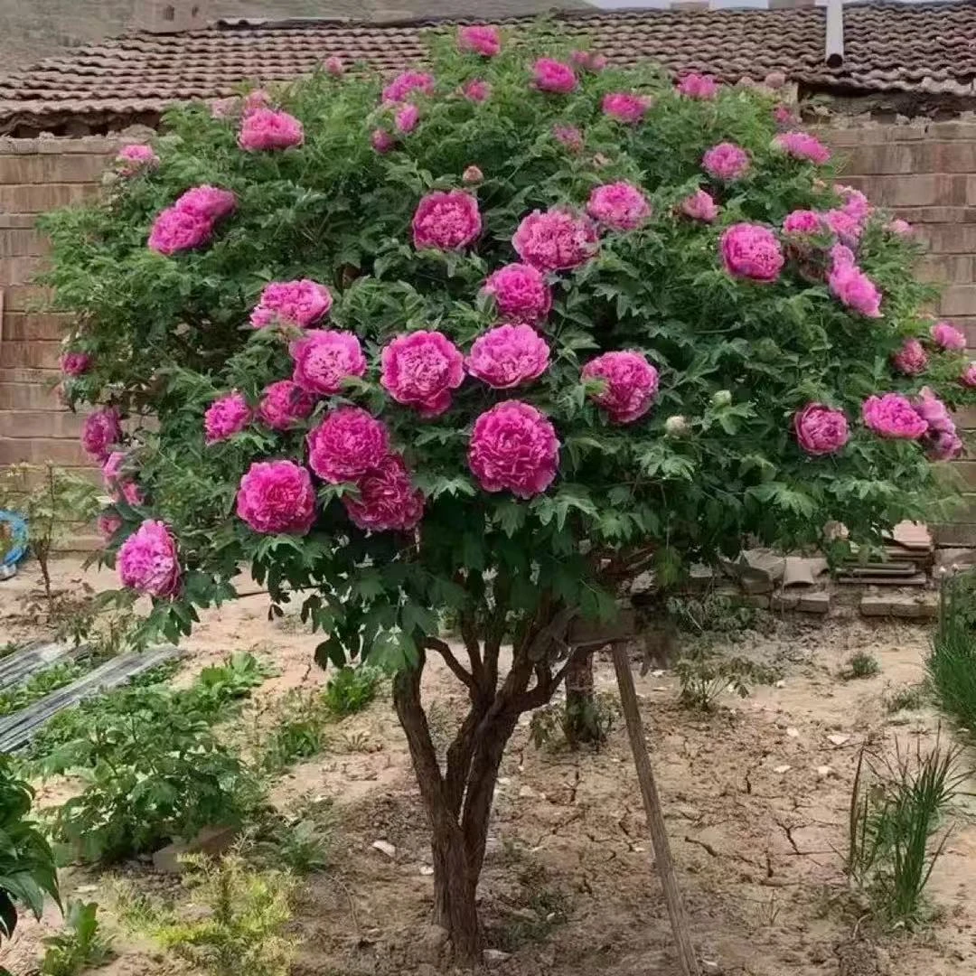 （不包邮运费到付）甘肃紫斑牡丹浓香国花重瓣千层(直播间一物一拍)