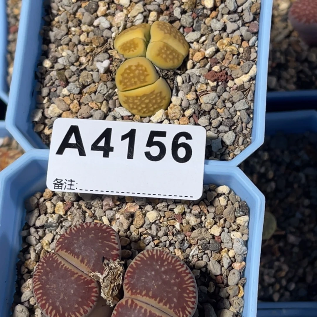 忘***忧4156红流水1巴里1