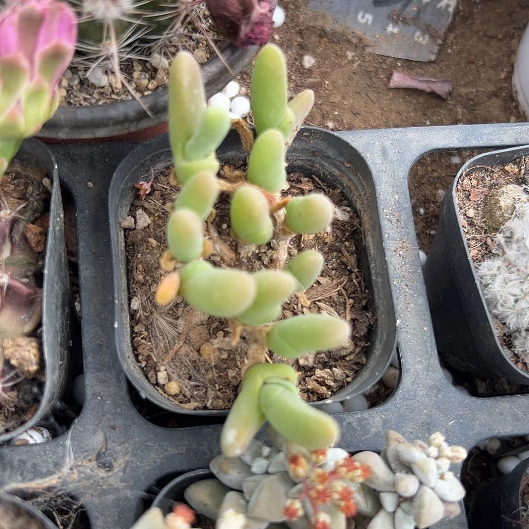 多肉植物多肉植物