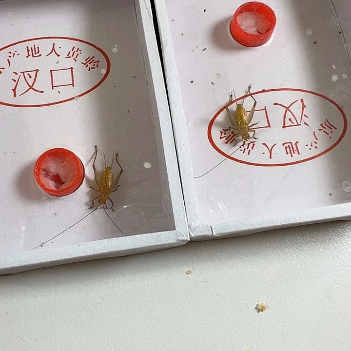 小***哥2只好的野大黄好可爱