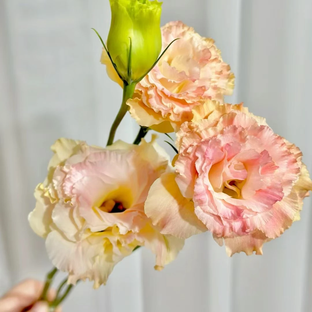 【源头优选】香槟洋桔梗-任意2单鲜花包邮 发货后不支持退款