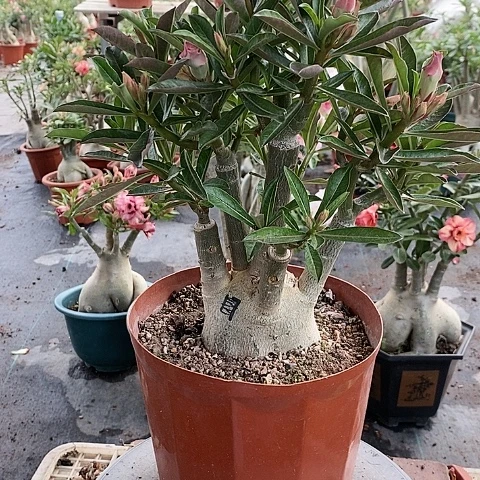 【闪购商品】无花朵用****7绿植