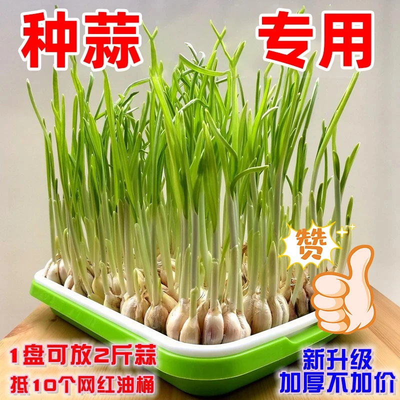 多功能育苗盘可用于种蒜盘结实好用加厚不加价 KX-1