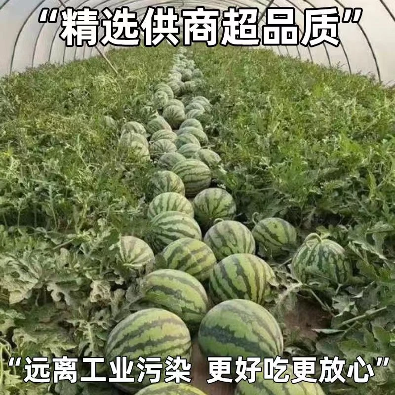【海南无籽麒麟瓜单个】万邦大晴甄选 颗颗脆甜 售后无忧