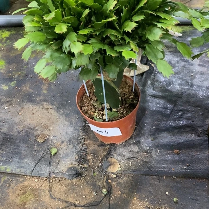 无花朵006嫁接加勒比