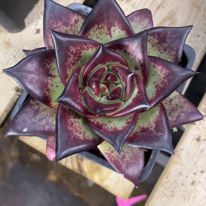 外翻叶美乌特惠1111111111