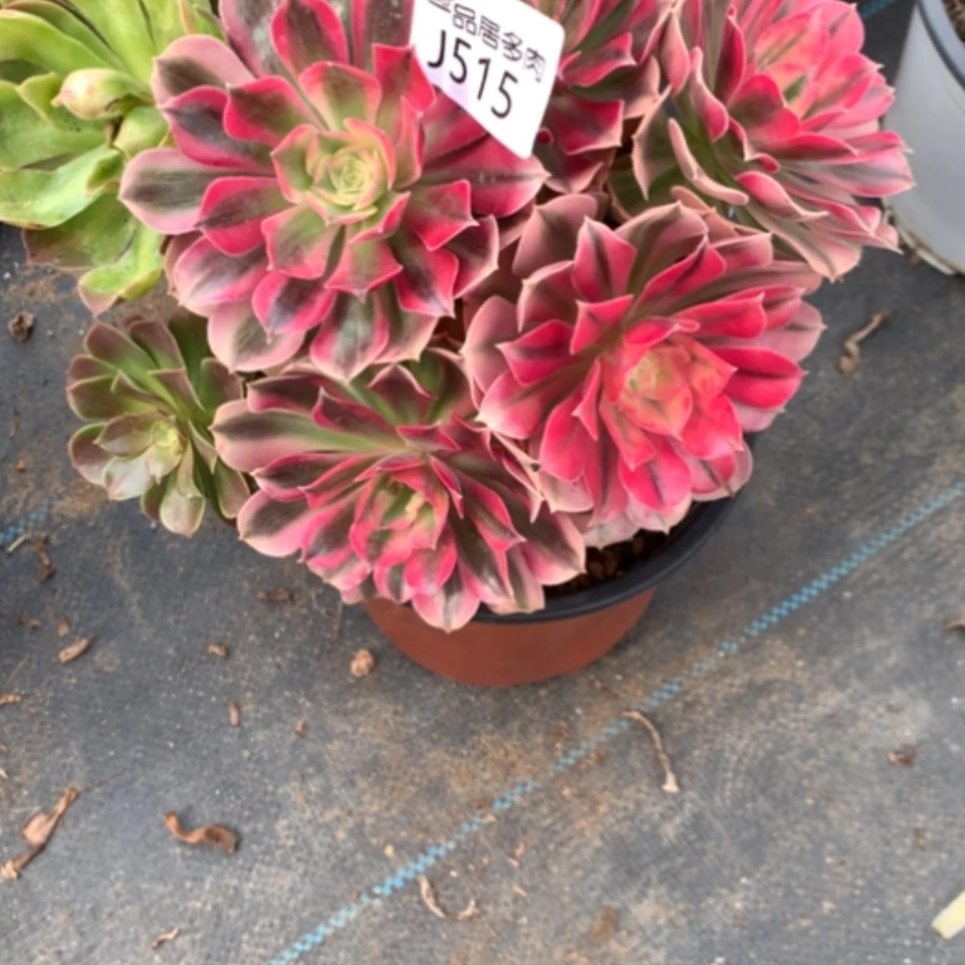 【闪购商品】大棚515女巫阴阳残次品
