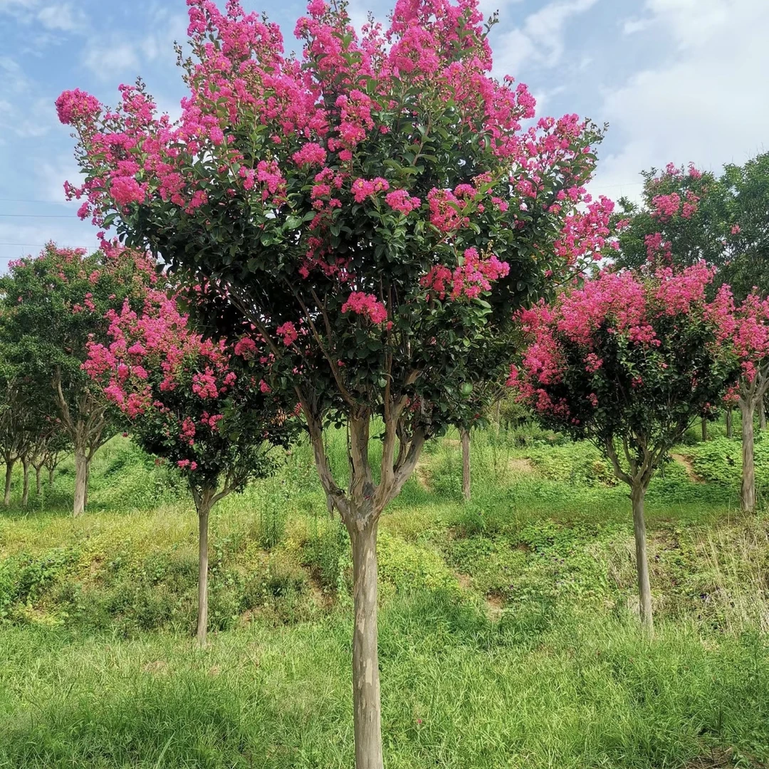 老桩川红紫薇树老桩原生熟苗庭院 景观树