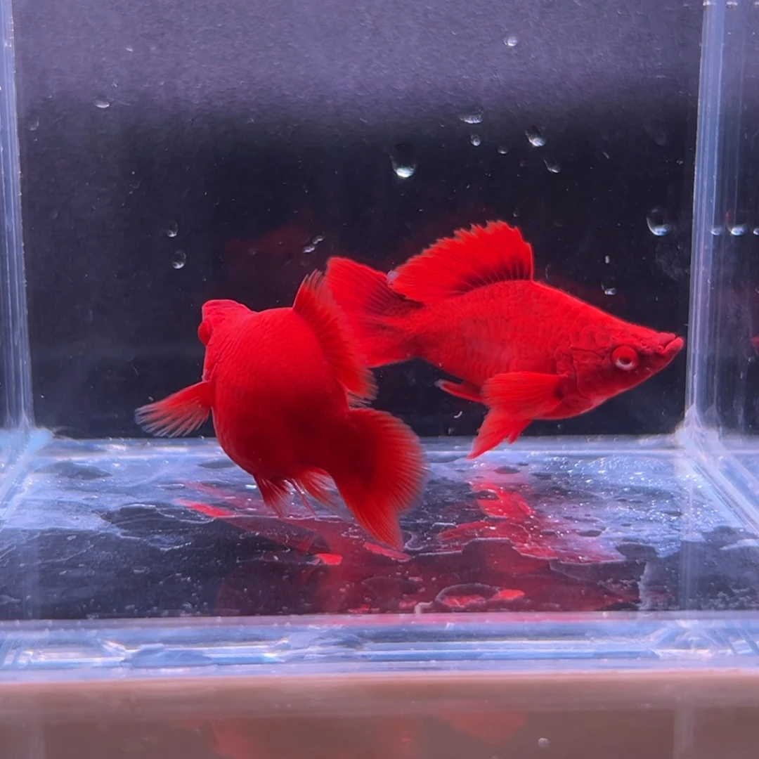 孔雀鱼红箭球一对