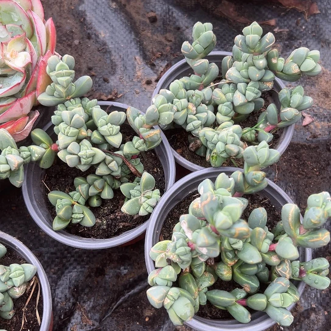 多肉植物三颗鹿角海棠