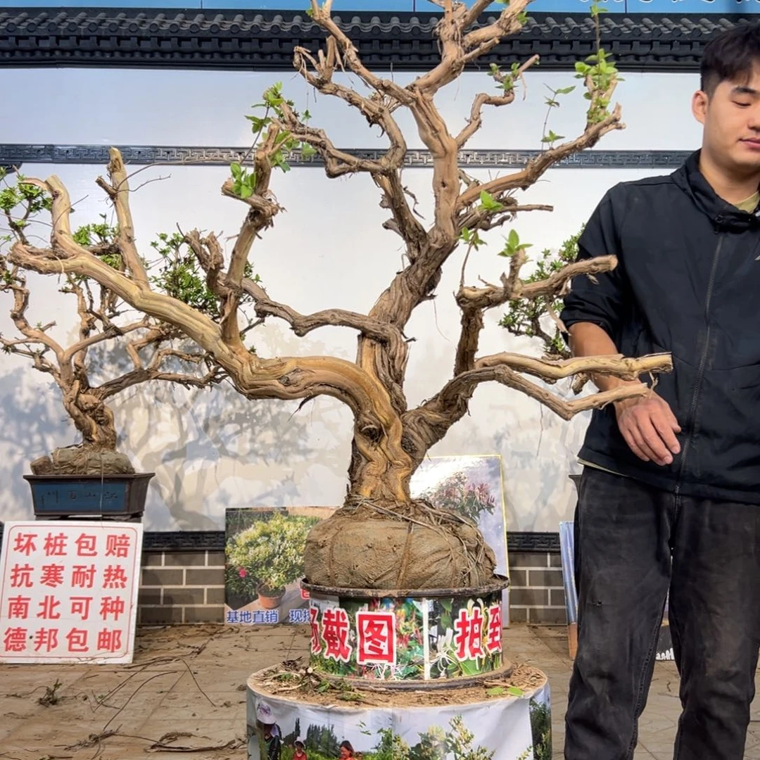无花朵金银开花134235566