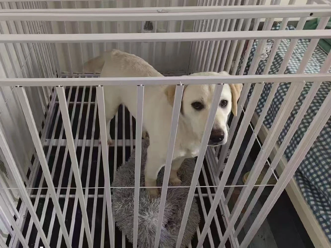 拉布拉多宠物笼子