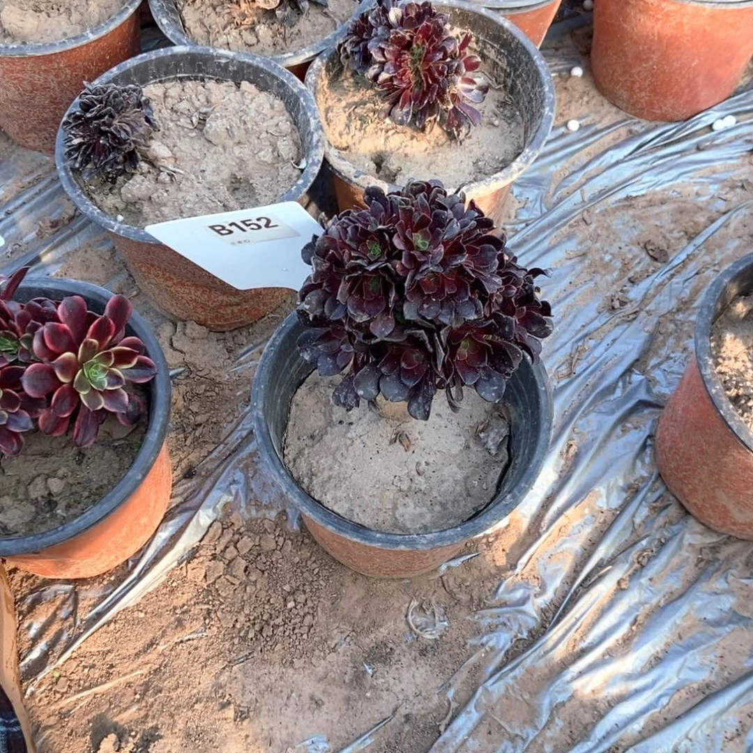 朱***萍欧紫B152干伤处理