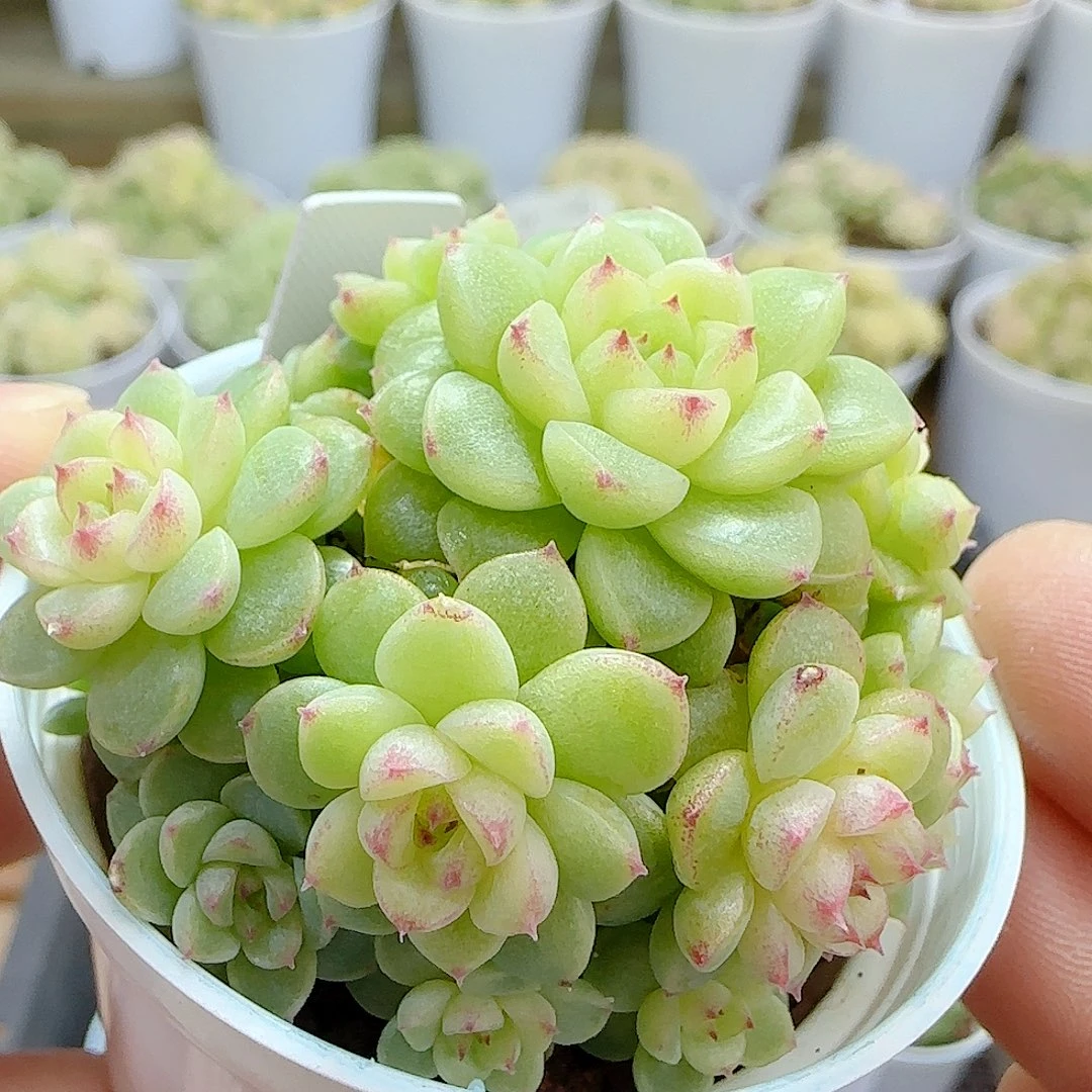 1121-49（fm-139-2）