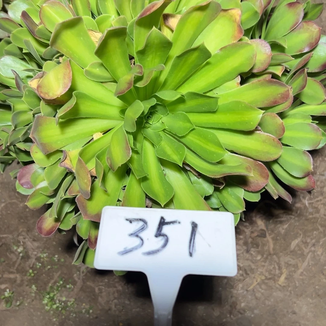 多肉植物中班法师351